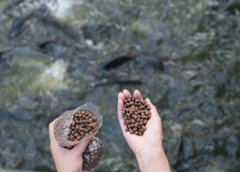 Featured image for What is a seafood feed mill within the seafood supply chain?