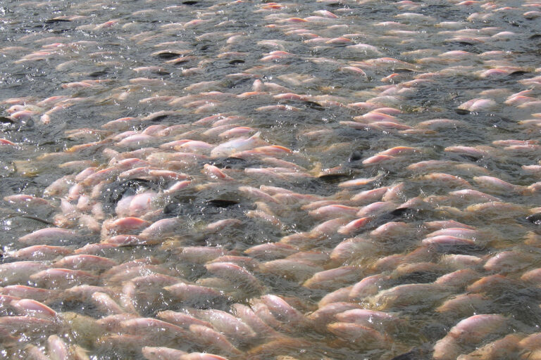 Article image for Aspectos económicos de la producción de tilapia roja mediante tecnología de biofloc bajo diferentes fuentes de energía eléctrica en Colombia