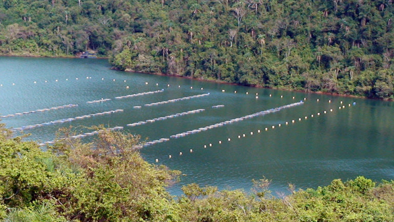 Featured image for Animal Health and Welfare in Aquaculture