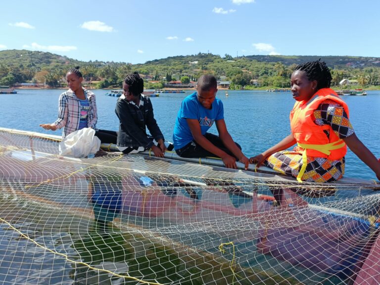 Featured image for Improving fish welfare in African aquaculture: Ethical Seafood Research