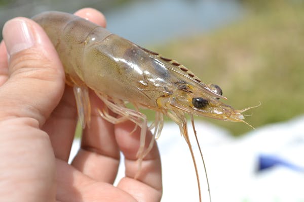 Featured image for Global Seafood Alliance Will Require All BAP-certified Shrimp Producers to End Eyestalk Ablation by the End of 2030
