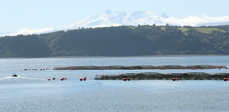 Featured image for Risk management for the aquaculture industry