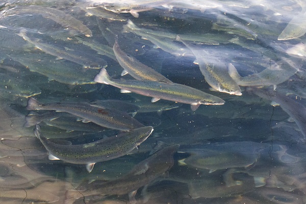 Article image for Handbooks help salmon farmers improve fish welfare during crowding