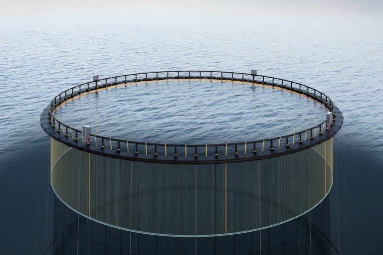 Article image for A shocking innovation: Electric fences show promise in sea lice prevention