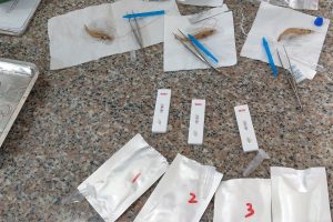 Responsible Aquaculture Innovation Award Finalist: Can InnoCreate Bioscience completely reform pondside white spot syndrome virus detection on shrimp farms?