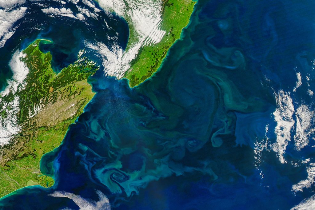 Article image for ‘¿Quién ganará y quién perderá?’ Cómo el cambio climático está cambiando la cadena alimentaria de los océanos y, potencialmente, las pesquerías mundiales