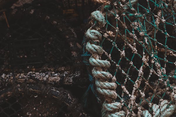 Article image for Scientists in Norway explore biodegradable fishing gear to tackle plastic pollution in the ocean