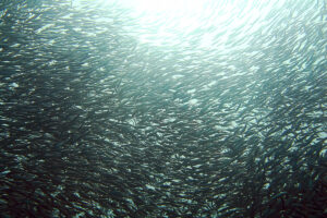 Responsible Seafood Innovation Awards: Blue Food Performance wants the industry to speak the same language on fish-in:fish-out metrics