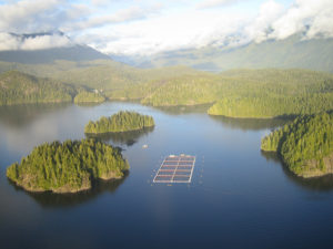 International review questions scientific basis for BC salmon farm ban