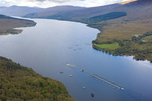 Article image for Mowi: Scottish loch nutrients ‘virtually unaffected’ by nearly four decades of salmon farming