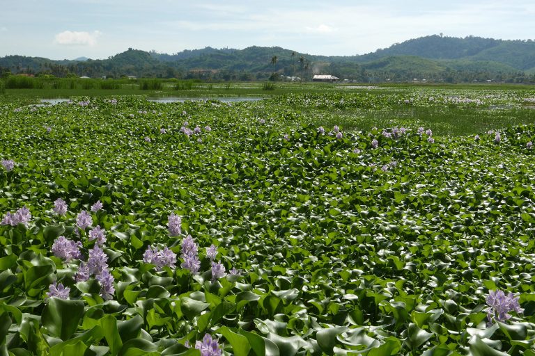Article image for Especies de plantas utilizadas en humedales artificiales para la biorremediación de aguas residuales acuícolas