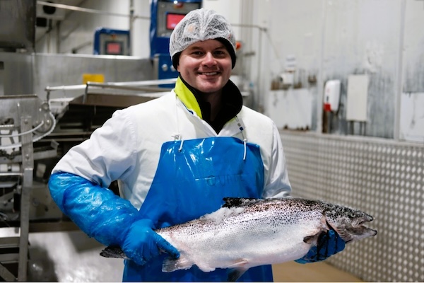 Article image for Tasmanians pursue selective breeding to produce salmon with improved heat and disease tolerance