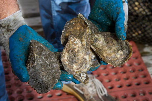 Article image for New virus linked to oyster die-off in B.C. raises concerns for shellfish aquaculture