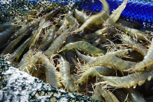 Make fish feeds perform with less fat and energy in times of high fish oil prices