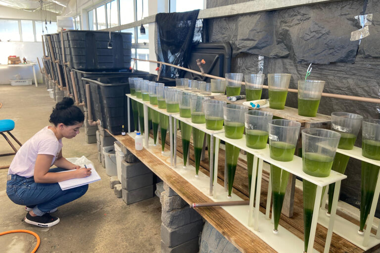 Article image for Estimación de sólidos suspendidos totales en bioflocs por turbidez