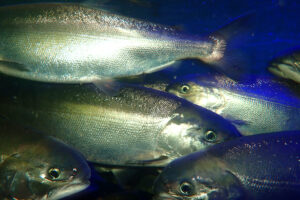 With water treatment tech, has Japanese collaborative cracked the code on sockeye salmon farming?