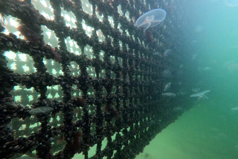 Article image for An iron in the fire: How iron sulfide could turn fish farms into climate solutions
