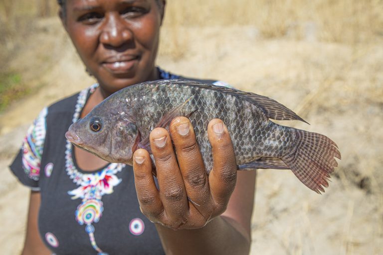 Article image for Closing the gender gap: How new initiatives are transforming traditional roles in fisheries and aquaculture