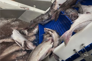 The uni MPB belt is the world’s most cleanable straight-running 2-inch pitch belt