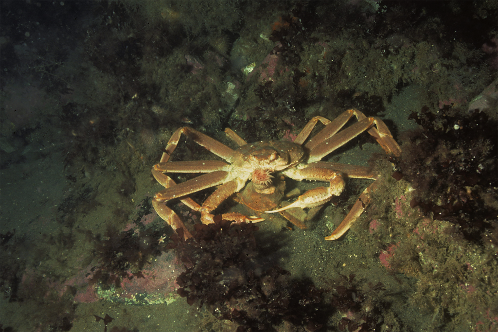 Article image for Comparing fishing catch efficiency of self-baited, ghost snow crab pots and actively baited pots in the Barents Sea commercial fishery