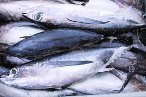 Analysis of pelagic tuna fisheries management in China