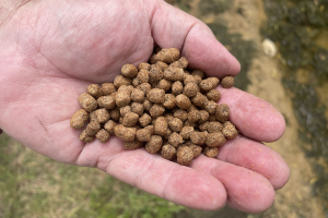 La continua transición hacia alimentos acuícolas que utilizan menos harina y aceite de pescado exige una atención cuidadosa a las posibles consecuencias para el hábitat