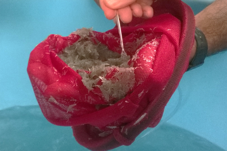 Article image for Evaluación de la digestibilidad de ingredientes con extractos enzimáticos de zoea, mysis y postlarvas de camarón blanco del Pacífico