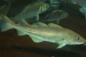 How change in spawning locations of Atlantic cod in the Barents Sea may affect the mean individual size of the offspring