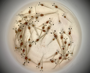Study tests three natural minerals as feed additives to improve health and growth of Pacific white shrimp