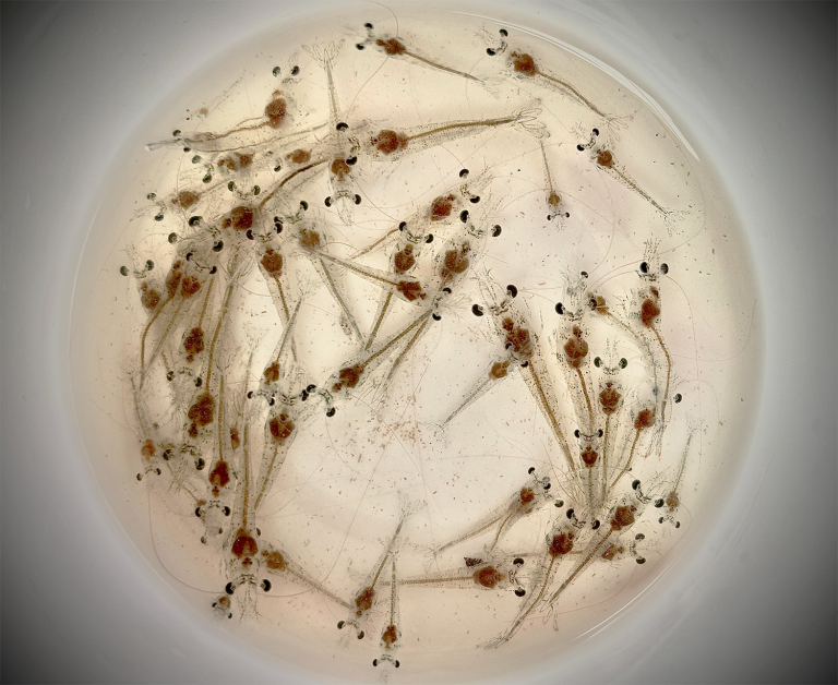 Article image for Study tests three natural minerals as feed additives to improve health and growth of Pacific white shrimp