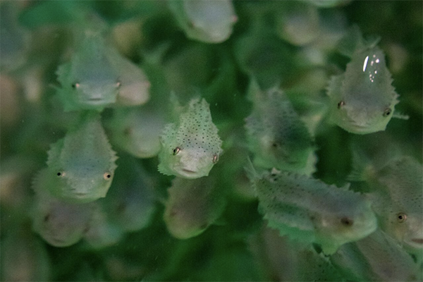 Article image for Could new technology transform how salmon farming combats sea lice?