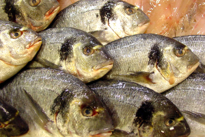 Effects of partial replacement of fishmeal with BSFL meal in gilthead sea bream feed on the quality characteristics and sensory properties of raw and cooked fillets