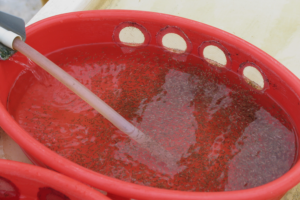 Exploring the benefits of rooibos tea extract as a functional ingredient in tilapia feed