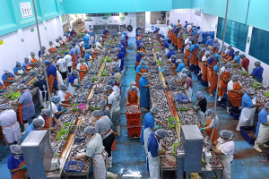 Responsible Seafood Innovation Awards: Anchoveta for all – Peru’s Fisheries Association for Human Consumption drives food security and better livelihoods for fishers