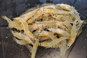 Comparing recirculating, biofloc and synbiotic systems for Pacific white shrimp in low salinity and high-density conditions