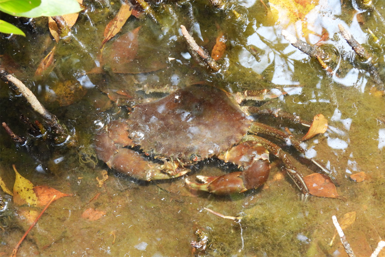 Article image for How climate change-induced temperature increases impact crustacean aquaculture
