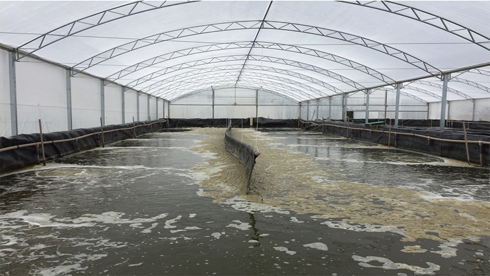 Article image for Assessing the effect of temperature on FCR in Pacific white shrimp cultured in biofloc systems