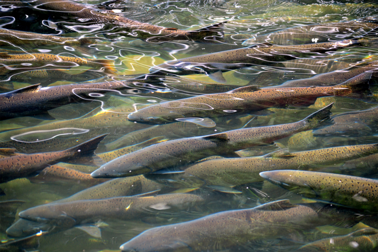 Article image for Canada to build new hatchery to boost wild Pacific salmon recovery in B.C.