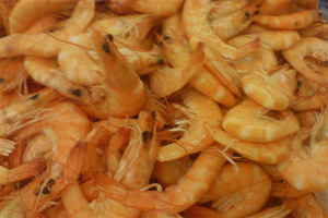 An assessment of brown shrimp stock and fishery dynamics in the German Bight