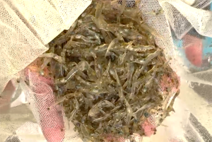 How lysolecithin impacts the growth, antioxidant capacity and lipid metabolism of Pacific white shrimp